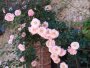 015-mill_roses_04_PICT0251.JPG.small.jpeg